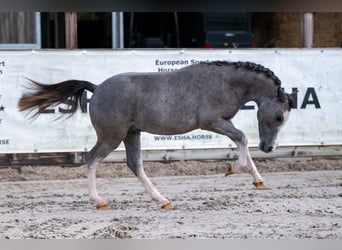Welsh-A, Hengst, 1 Jahr, 105 cm