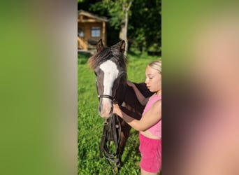 Welsh-A, Hengst, 1 Jahr, 108 cm, Rappe