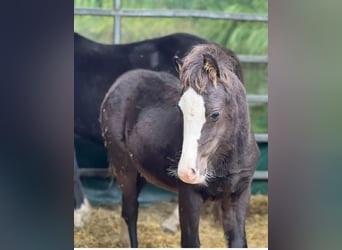 Welsh-A, Hengst, 1 Jahr, 108 cm, Rappe
