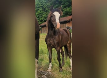 Welsh-A, Hengst, 1 Jahr, 108 cm, Rappe