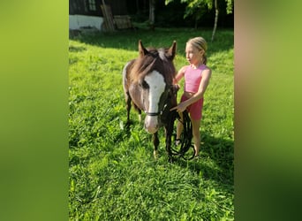 Welsh-A, Hengst, 1 Jahr, 108 cm, Rappe