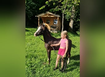 Welsh-A, Hengst, 1 Jahr, 108 cm, Rappe
