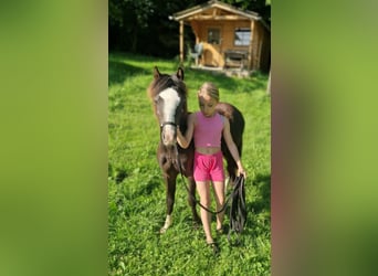 Welsh-A, Hengst, 1 Jahr, 108 cm, Rappe