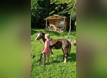 Welsh-A, Hengst, 1 Jahr, 108 cm, Rappe