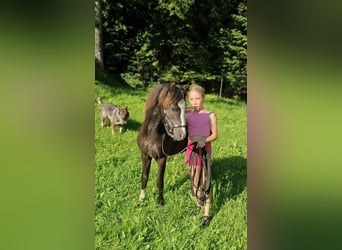 Welsh-A, Hengst, 1 Jahr, 108 cm, Rappe