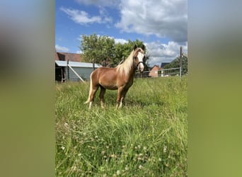 Welsh-A, Hengst, 1 Jahr, 115 cm, Fuchs