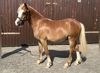 Welsh-A, Hengst, 1 Jahr, 115 cm, Fuchs