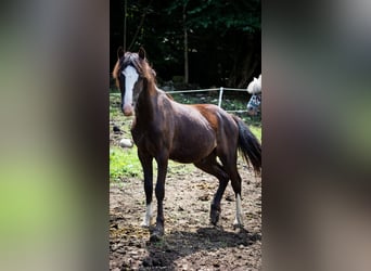 Welsh-A, Hengst, 1 Jahr, 115 cm, Rappe