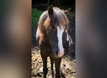 Welsh-A, Hengst, 1 Jahr, 115 cm, Rappe