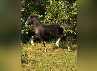 Welsh-A, Hengst, 1 Jahr, 115 cm, Rappe