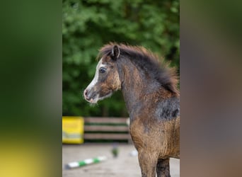 Welsh-A, Hengst, 1 Jahr, 116 cm, Dunkelbrauner