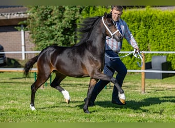 Welsh-A, Hengst, 1 Jahr, 116 cm, Schwarzbrauner