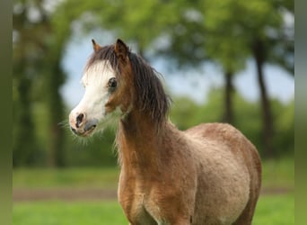 Welsh-A, Hengst, 1 Jahr, 118 cm, Buckskin