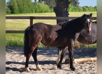 Welsh-A, Hengst, 1 Jahr, 118 cm, Dunkelbrauner