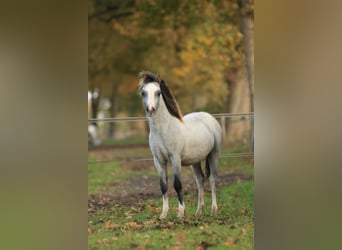 Welsh-A, Hengst, 1 Jahr, 118 cm, Schimmel