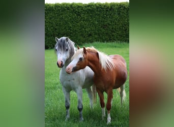 Welsh-A, Hengst, 1 Jahr, 120 cm, Dunkelfuchs