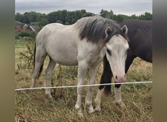 Welsh-A, Hengst, 1 Jahr, 120 cm, Schimmel