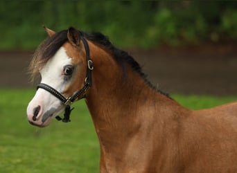 Welsh-A, Hengst, 1 Jahr, 121 cm, Falbe