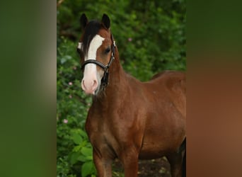 Welsh-A, Hengst, 1 Jahr, 121 cm, Falbe