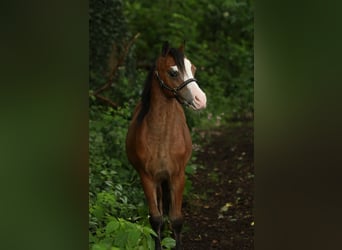 Welsh-A, Hengst, 1 Jahr, 121 cm, Falbe
