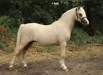 Welsh-A, Hengst, 1 Jahr, 122 cm, Palomino