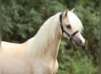 Welsh-A, Hengst, 1 Jahr, 122 cm, Palomino