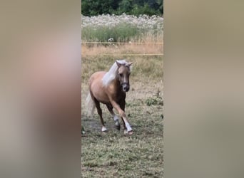 Welsh-A, Hengst, 1 Jahr, Cremello