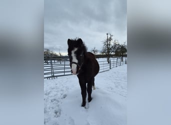 Welsh-A, Hengst, 1 Jahr, Rappe