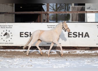 Welsh-A, Hengst, 2 Jaar, 109 cm, Cremello
