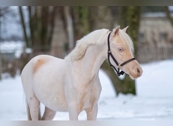 Welsh-A, Hengst, 2 Jaar, 109 cm, Cremello