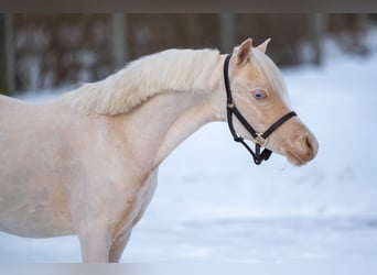 Welsh-A, Hengst, 2 Jaar, 109 cm, Cremello