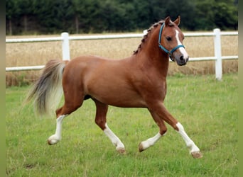 Welsh-A, Hengst, 2 Jaar, 118 cm, Vos