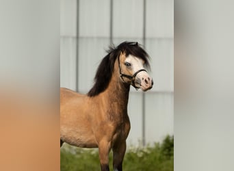 Welsh-A, Hengst, 2 Jahre, 113 cm, Buckskin