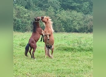 Welsh-A Mix, Hengst, 2 Jahre, 115 cm, Brauner