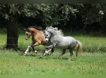 Welsh-A, Hengst, 2 Jahre, 115 cm, Schimmel