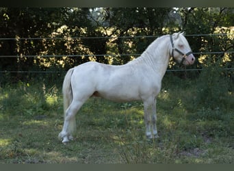 Welsh-A, Hengst, 2 Jahre, 118 cm, Cremello