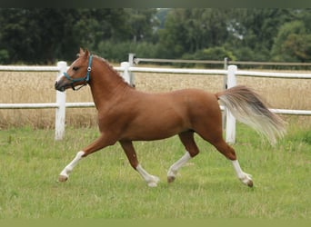 Welsh-A, Hengst, 2 Jahre, 118 cm, Fuchs