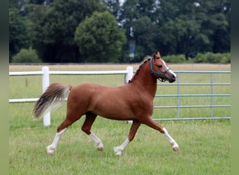 Welsh-A, Hengst, 2 Jahre, 118 cm, Fuchs