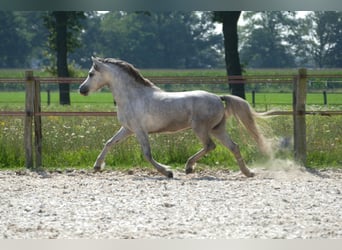 Welsh-A, Hengst, 2 Jahre, 120 cm, Schimmel