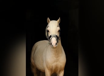 Welsh-A, Hengst, 2 Jahre, 122 cm, Palomino