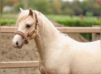 Welsh-A, Hengst, 2 Jahre, 122 cm, Palomino