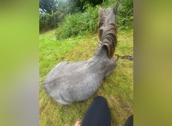 Welsh-A, Hengst, 2 Jahre, Schimmel