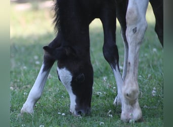 Welsh-A, Hengst, 2 Jahre, Schimmel