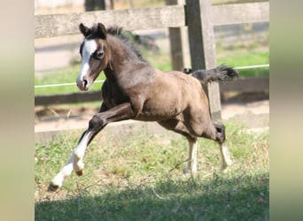 Welsh-A, Hengst, 2 Jahre, Schimmel