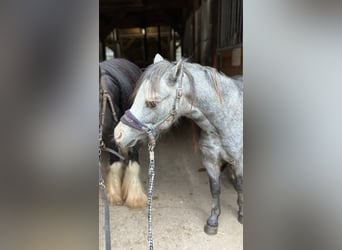 Welsh-A, Hengst, 3 Jaar, 113 cm, Blauwschimmel