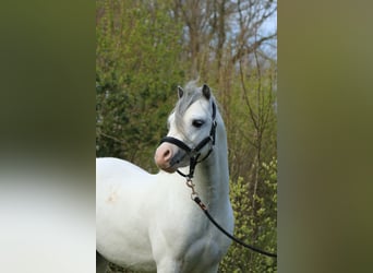 Welsh-A, Hengst, 3 Jaar, 116 cm, Schimmel