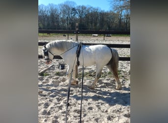 Welsh-A, Hengst, 3 Jaar, 116 cm, Schimmel