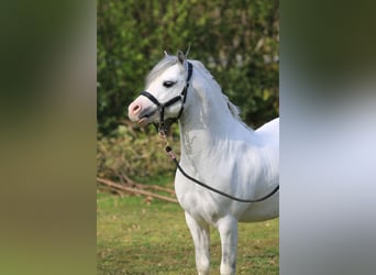 Welsh-A, Hengst, 3 Jaar, 116 cm, Schimmel