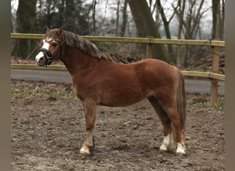 Welsh-A, Hengst, 3 Jaar, 117 cm, Donkere-vos