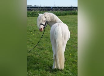 Welsh-A, Hengst, 3 Jaar, 120 cm, Cremello
